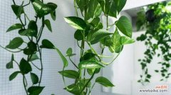 揭示绿萝开花所预示的好运和吉祥之兆 绿萝开花的寓意与象征意义