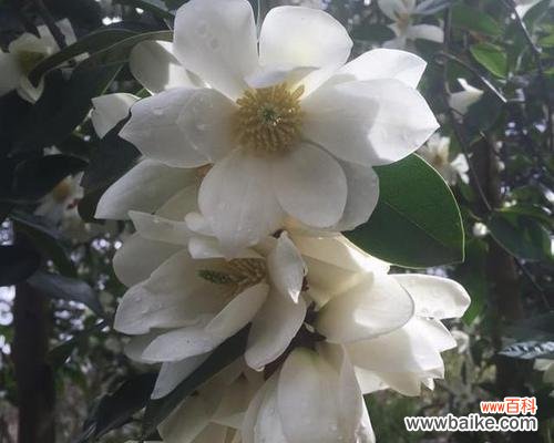 以阳光微笑传递希望的向阳菊 微笑之花——向阳菊的花语