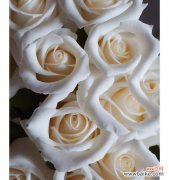 探索白玫瑰的纯洁与无私之美 白玫瑰的深刻含义