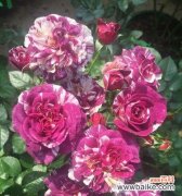 探索月季的独特魅力 以丰花月季