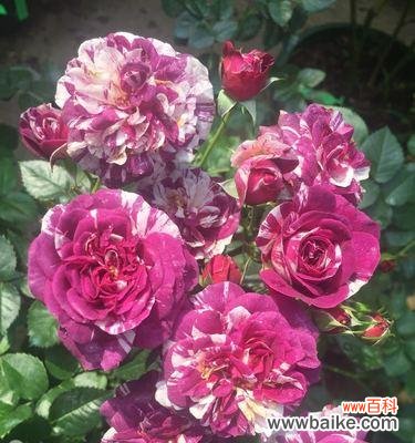 探索月季的独特魅力 以丰花月季