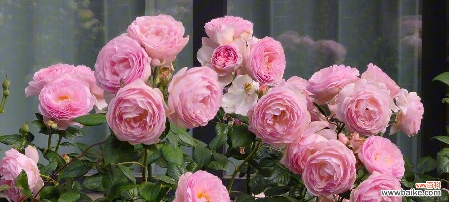 探索月季的独特魅力 以丰花月季
