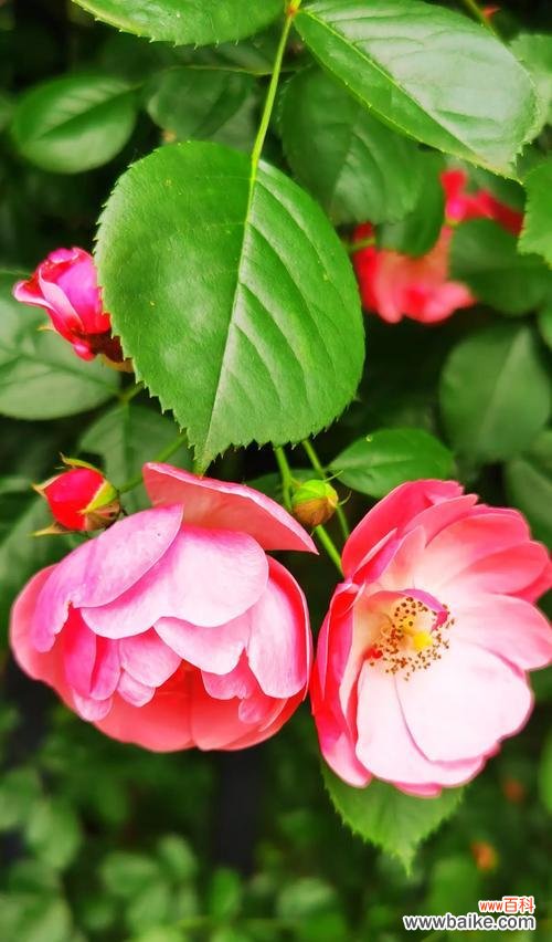 探索月季的独特魅力 以丰花月季