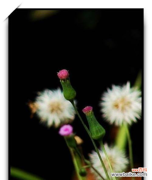 揭示叶底花的奥秘与深刻内涵 叶底花的寓意与象征意义