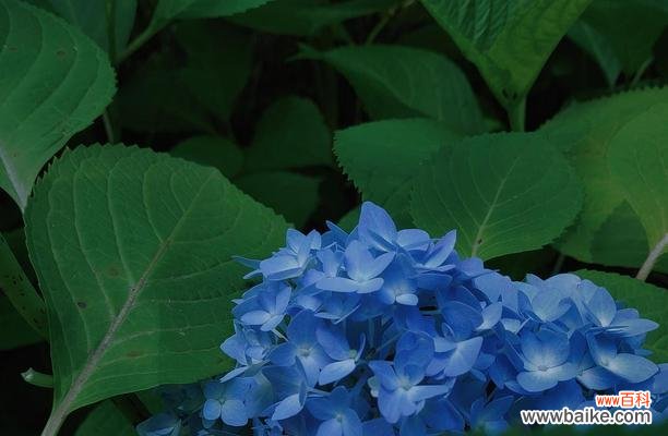 揭示叶底花的奥秘与深刻内涵 叶底花的寓意与象征意义