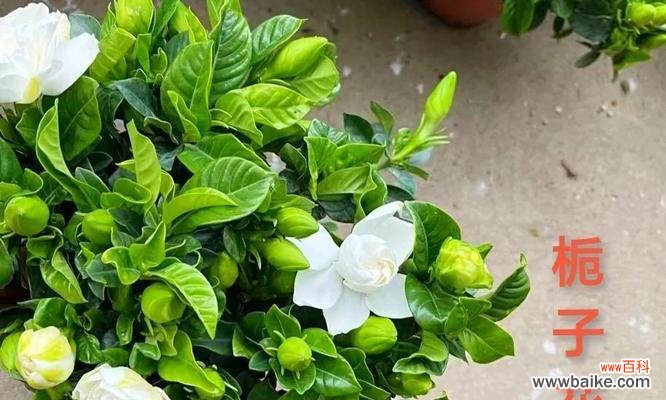 以栀子花为媒介的情感表达艺术 栀子花语