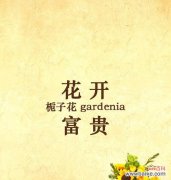 以栀子花为媒介的情感表达艺术 栀子花语