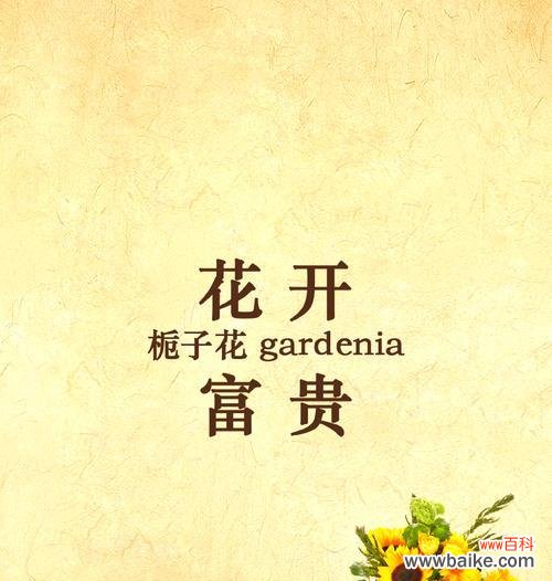以栀子花为媒介的情感表达艺术 栀子花语