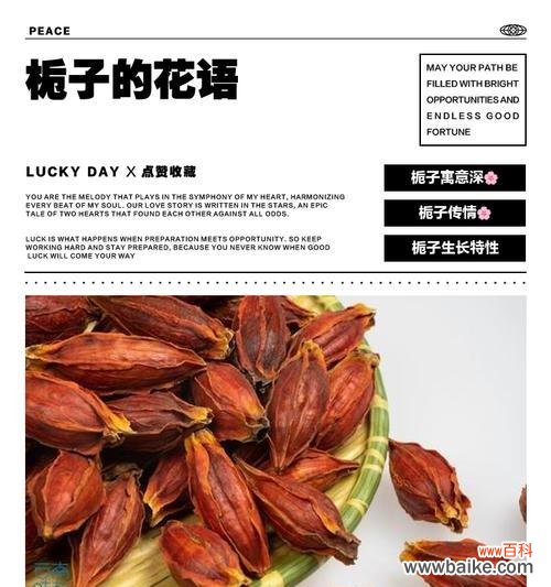 以栀子花为媒介的情感表达艺术 栀子花语