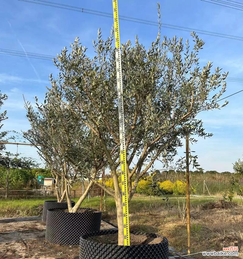 探寻橄榄花的美丽与深刻意义 橄榄花的象征意义——生命与和平的象征