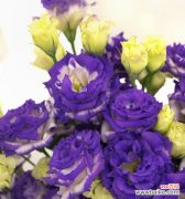 探索康乃馨背后的神秘力量 康乃馨花的象征意义与美丽之源