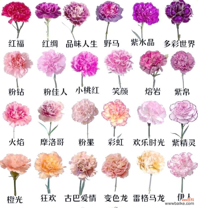 探索康乃馨背后的神秘力量 康乃馨花的象征意义与美丽之源