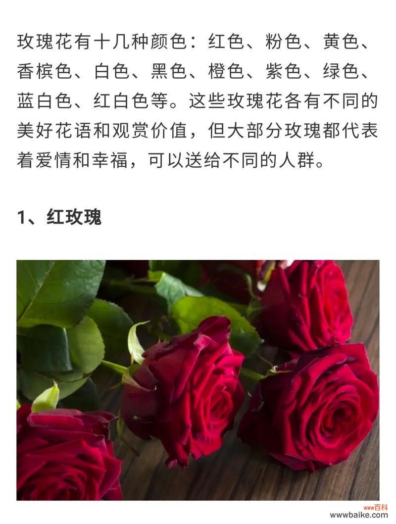 表达爱意 19朵玫瑰花语的深意