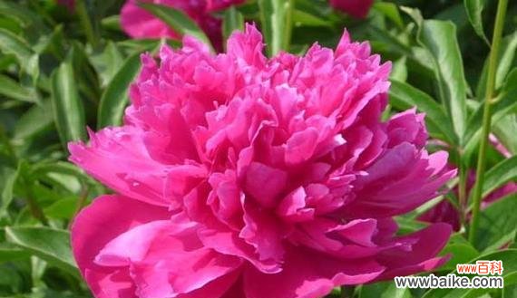 探寻芍药花的象征意义及其美丽之处 芍药花的美丽与寓意