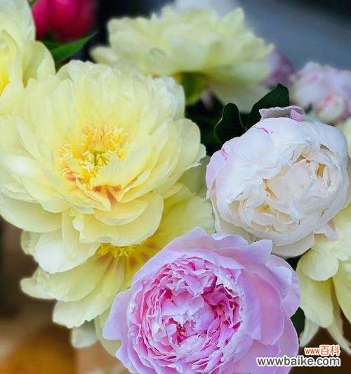 探索芍药花的深意与象征 芍药花语的多重含义