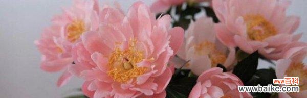 探索芍药花的深意与象征 芍药花语的多重含义