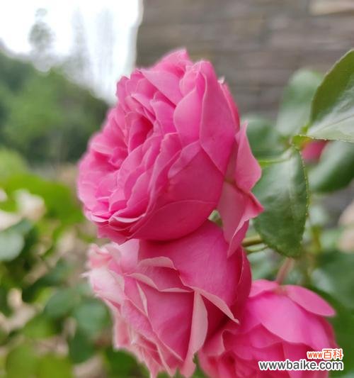 用花语传递深深的思念之情 思念之花