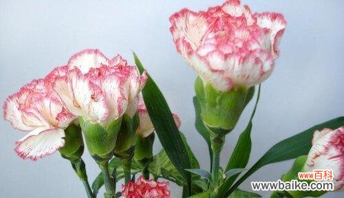 用花语传递深深的思念之情 思念之花