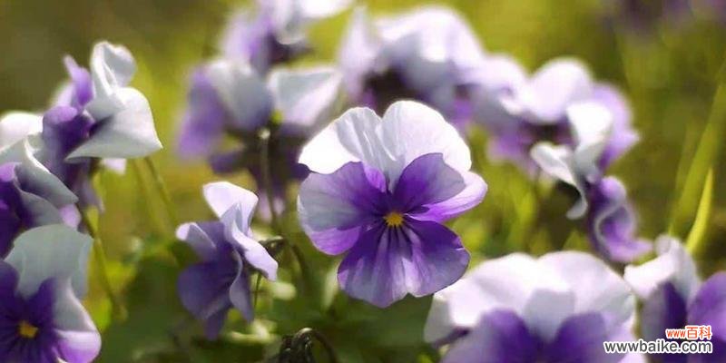 用花语传递深深的思念之情 思念之花