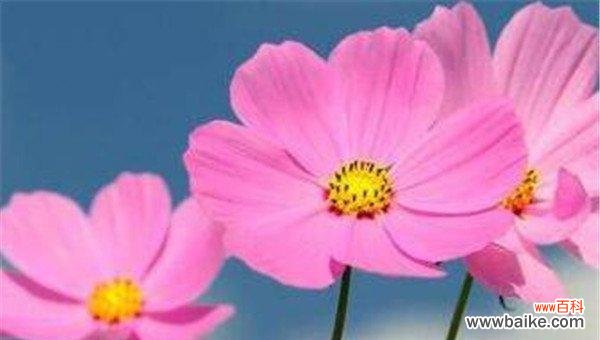 传递友谊与情谊的鲜花盛宴 友谊之花——以花朵为象征的友谊