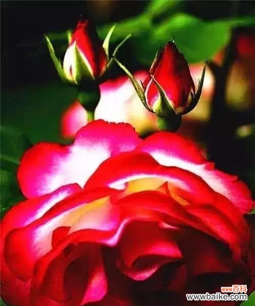 以百合花为象征 友谊长存，如同百合花绽放