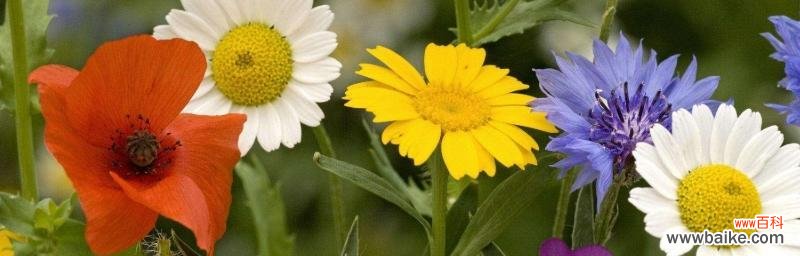 以百合花为象征 友谊长存，如同百合花绽放