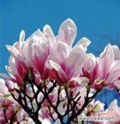 以百合花为象征 友谊长存，如同百合花绽放