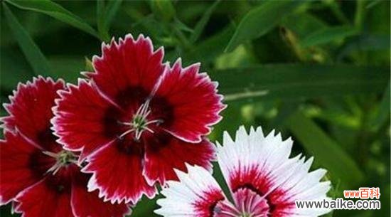 探寻花朵中的友谊象征 友谊之花