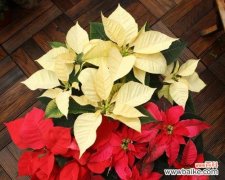 揭秘圣诞花的神秘语言 圣诞花的花语及其意义