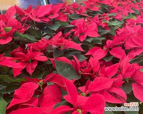 揭秘圣诞花的神秘语言 圣诞花的花语及其意义