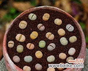 探寻生石花的神秘之意 生石花的花语