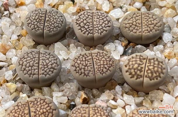 探寻生石花的神秘之意 生石花的花语