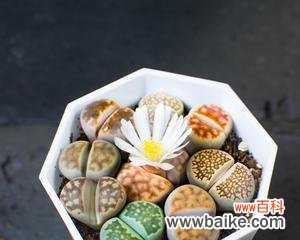 探寻生石花的神秘之意 生石花的花语