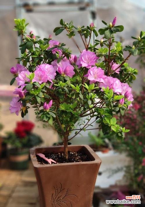 百合花 和平之花