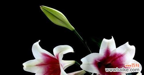 用花语传达爱意 十大浪漫花语