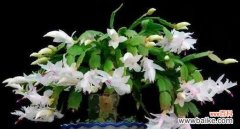 探寻尸香魔芋的花语背后所蕴含的意义 以尸香魔芋的花语揭示人生的奥秘