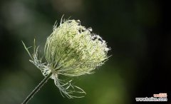探寻萝卜开花的神奇意义 萝卜开花——寓意与象征的奇妙之处