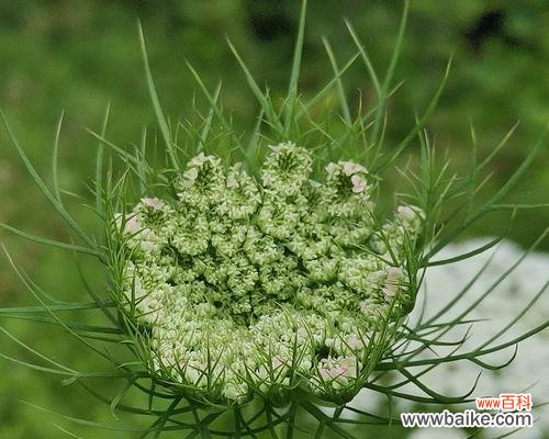 探寻萝卜开花的神奇意义 萝卜开花——寓意与象征的奇妙之处