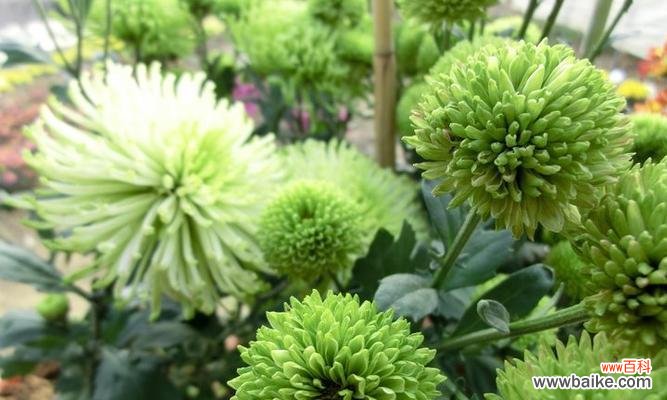 绿色菊花的美丽与祝福 绿色菊花的花语及象征意义