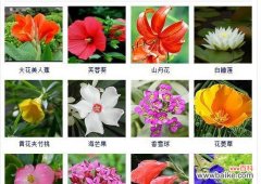 探寻罗宾百合的神秘语言 罗宾百合花的花语意义解析