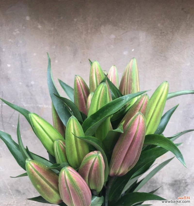 探寻罗宾百合的神秘语言 罗宾百合花的花语意义解析