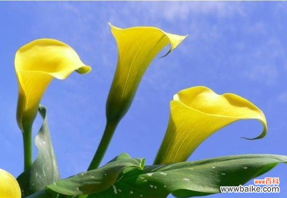 马蹄花的象征意义与寓意