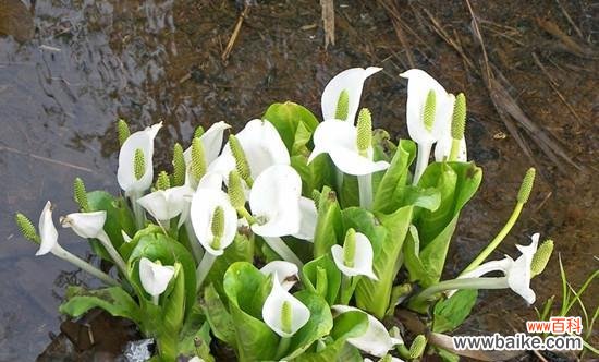 马蹄花的象征意义与寓意