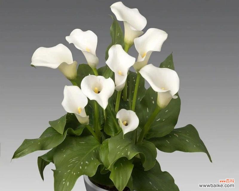 探寻马蹄莲花的神秘语言 马蹄莲的花语和意义