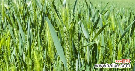 丰收的喜悦与希望 麦穗的象征与意义