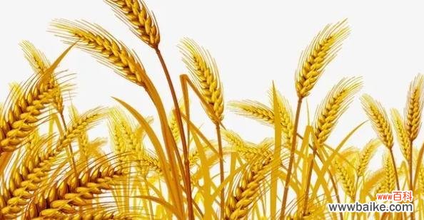 丰收的喜悦与希望 麦穗的象征与意义