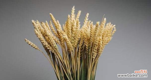 丰收的喜悦与希望 麦穗的象征与意义