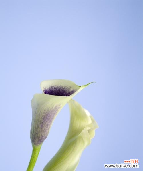 探寻马蹄莲背后的象征意义 马蹄莲