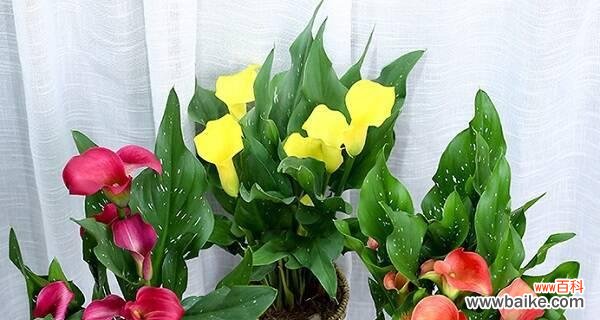 探寻马蹄莲背后的象征意义 马蹄莲