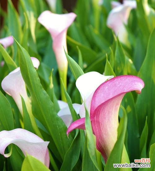 探寻马蹄莲背后的象征意义 马蹄莲